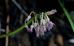 Ledebouria