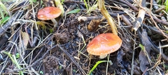 Leratiomyces ceres
