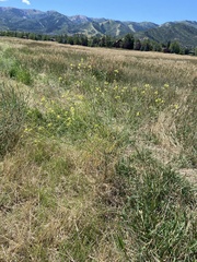 Sisymbrium altissimum