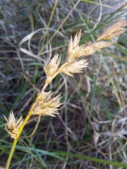 Carex arenaria