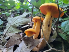 Omphalotus illudens