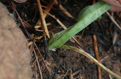 Ledebouria