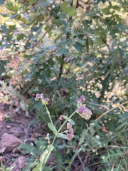 Mirabilis nyctaginea