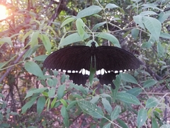 Papilio polytes