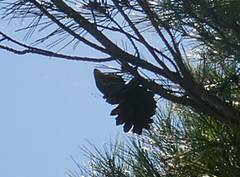 Charaxes jasius
