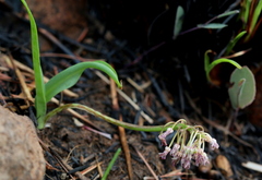 Ledebouria