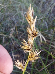 Carex arenaria