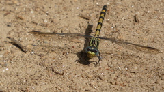 Onychogomphus uncatus