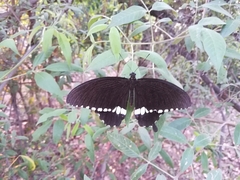 Papilio polytes