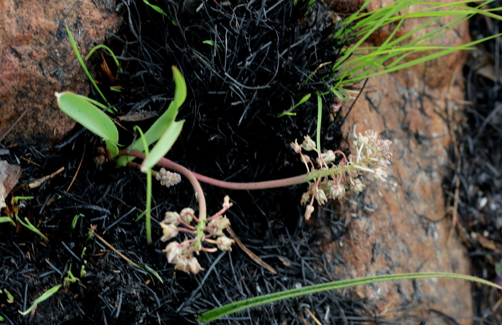 Ledebouria from Rietfontein, Pretoria, 0084, South Africa on September