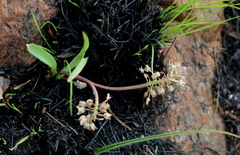 Ledebouria