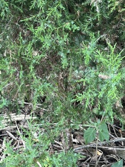Juniperus communis
