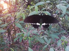 Papilio polytes