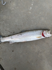 Oncorhynchus clarkii