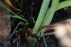 Ledebouria