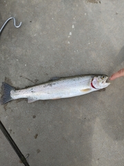 Oncorhynchus clarkii