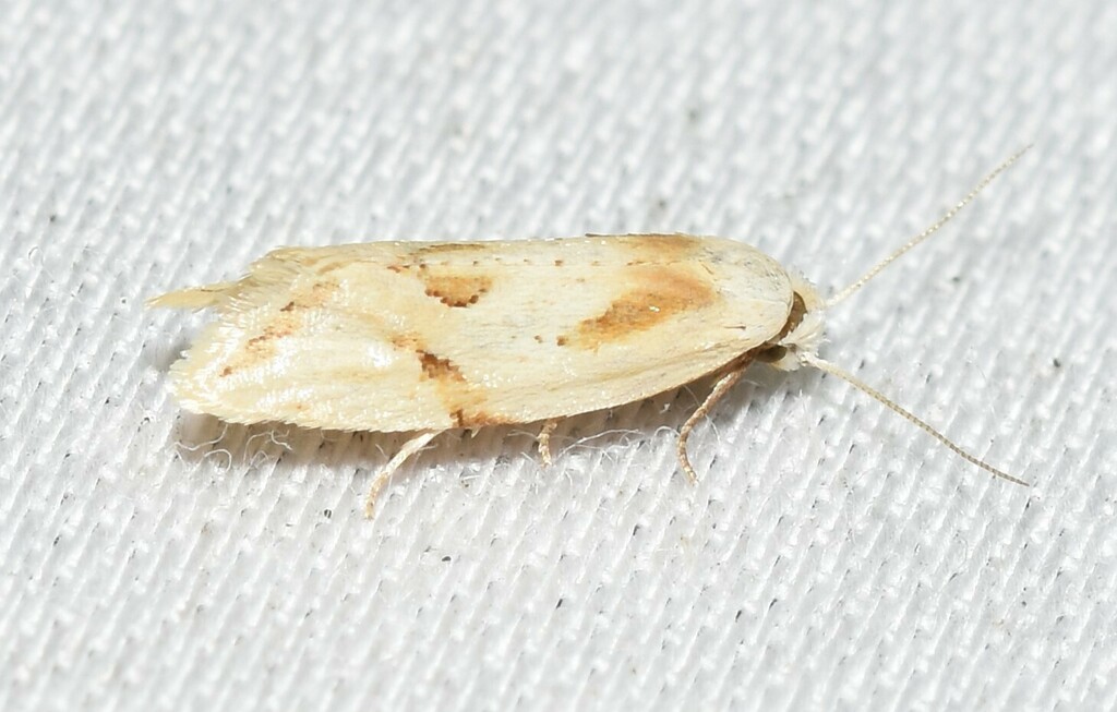 Seriated Aethes