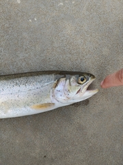 Oncorhynchus clarkii