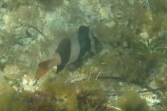 Pseudogoniistius nigripes