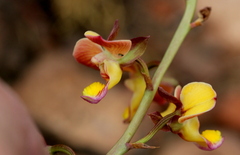 Eulophia tuberculata
