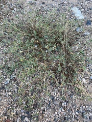 Euphorbia capitellata