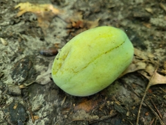 Asimina triloba