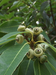 Quercus myrsinifolia