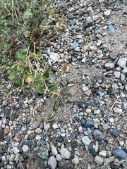 Euphorbia capitellata