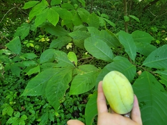 Asimina triloba