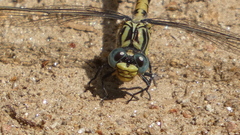 Onychogomphus uncatus