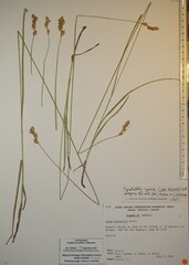 Carex bicknellii