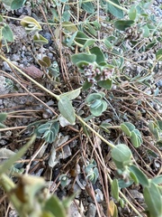 Euphorbia capitellata