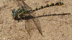 Onychogomphus uncatus