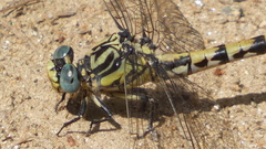 Onychogomphus uncatus