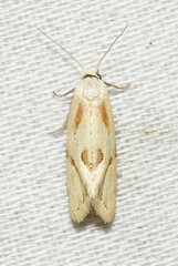 Aethes seriatana