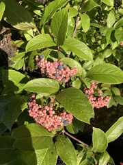 Viburnum nudum