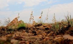 Eulophia tuberculata