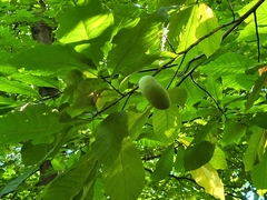 Asimina triloba