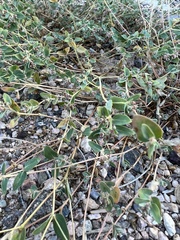 Euphorbia capitellata