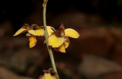 Eulophia tuberculata