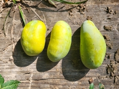 Asimina triloba