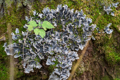 Peltigera praetextata