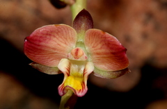 Eulophia tuberculata