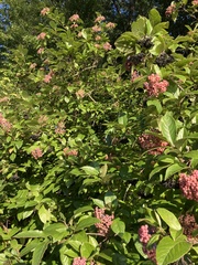Viburnum nudum