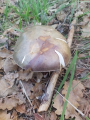 Boletus aereus