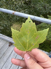 Acer rubrum
