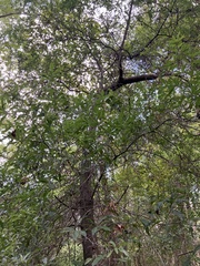 Quercus laurifolia