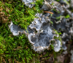 Peltigera praetextata