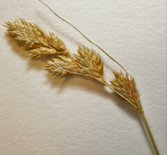 Carex bicknellii