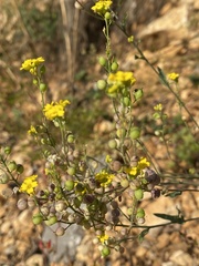 Aurinia corymbosa